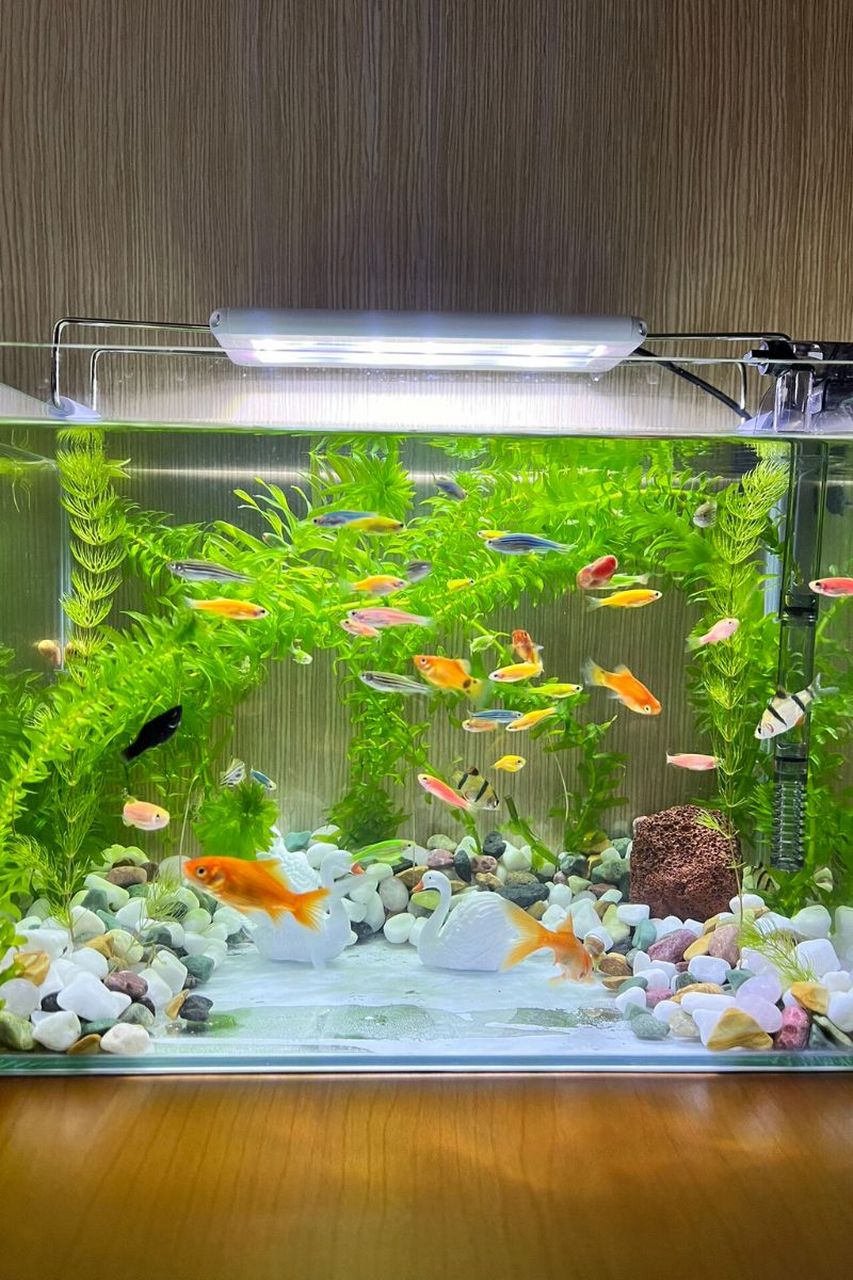 鱼缸造景图片  🐟 鱼缸造景,宛如一片微缩的水底世界,它带给我无尽