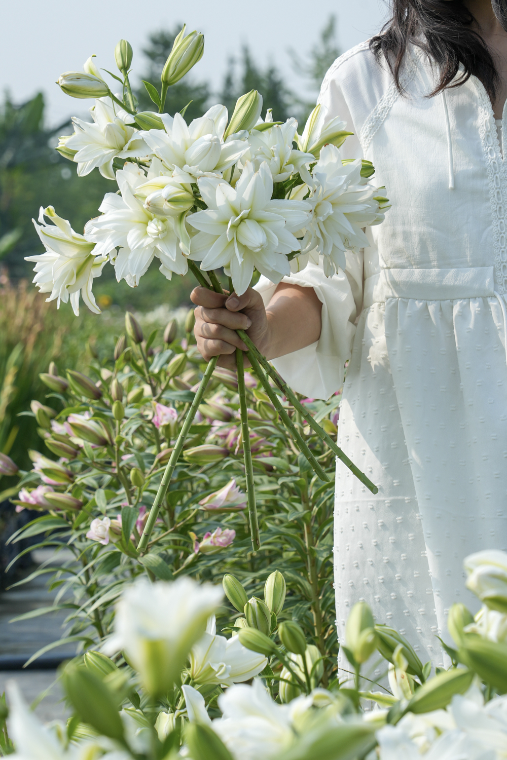 白色百合花瓣的透亮