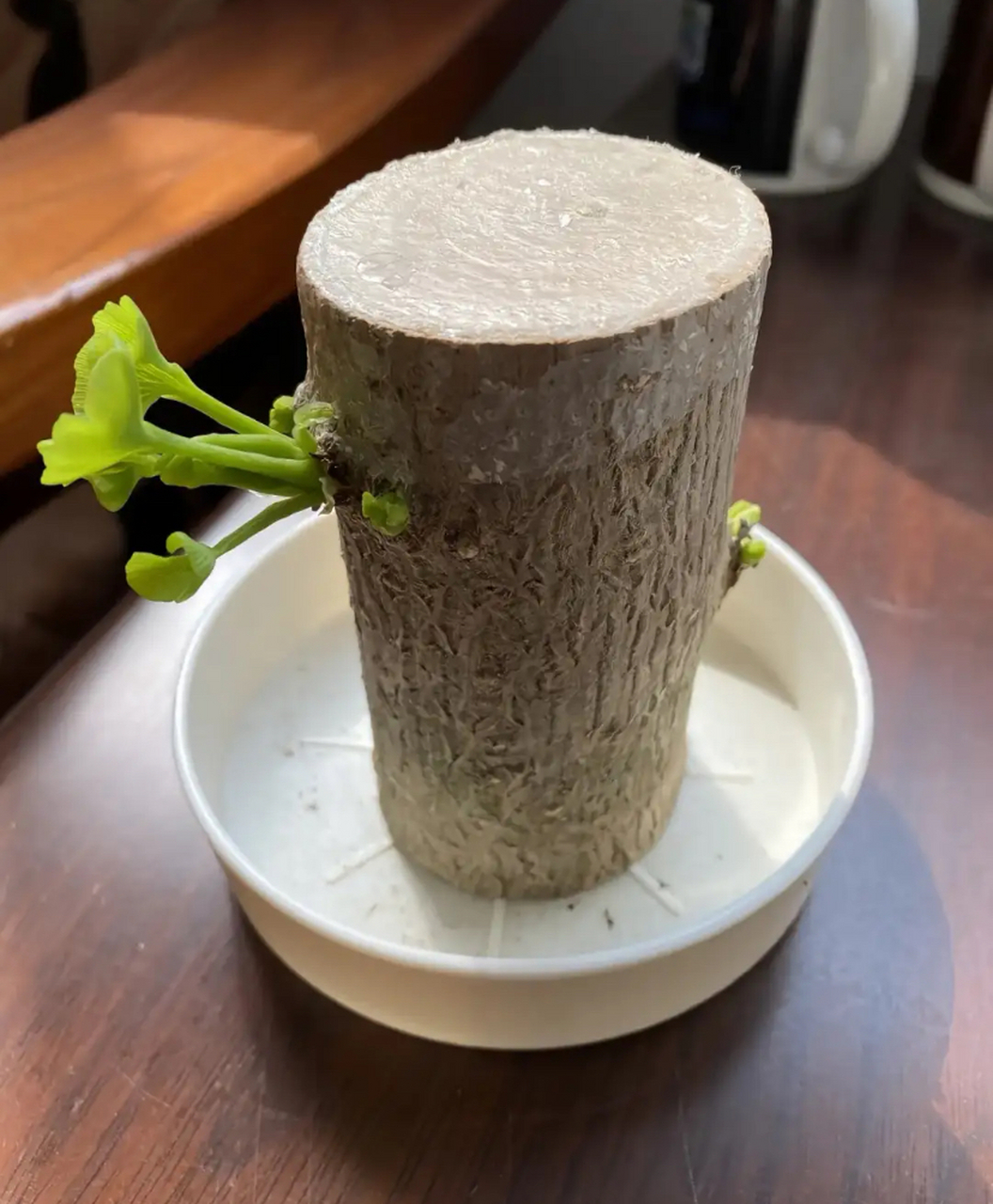 商家 你睡得着吗? 你看看这个巴西木发芽了.