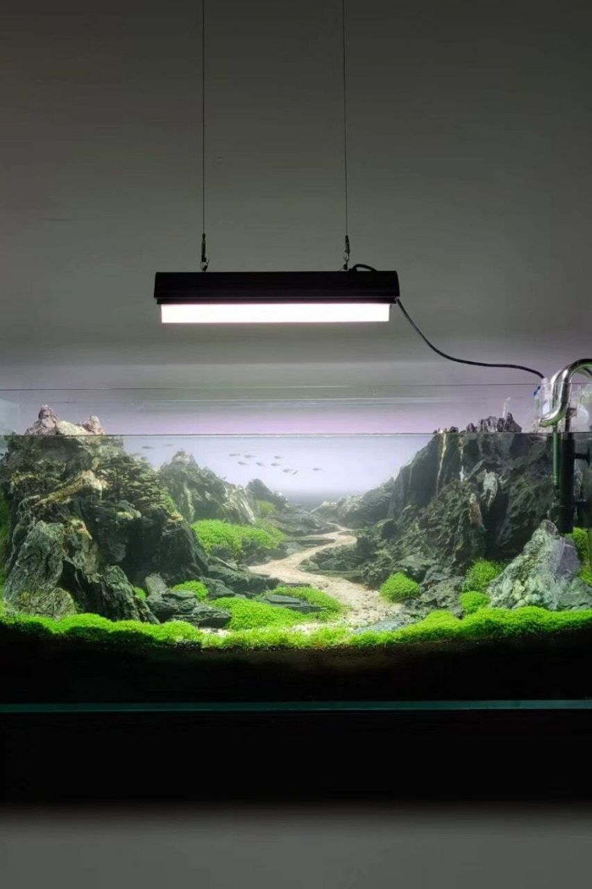 初识鱼缸造景时,我便被那清澈透明的水中景致深深吸引.