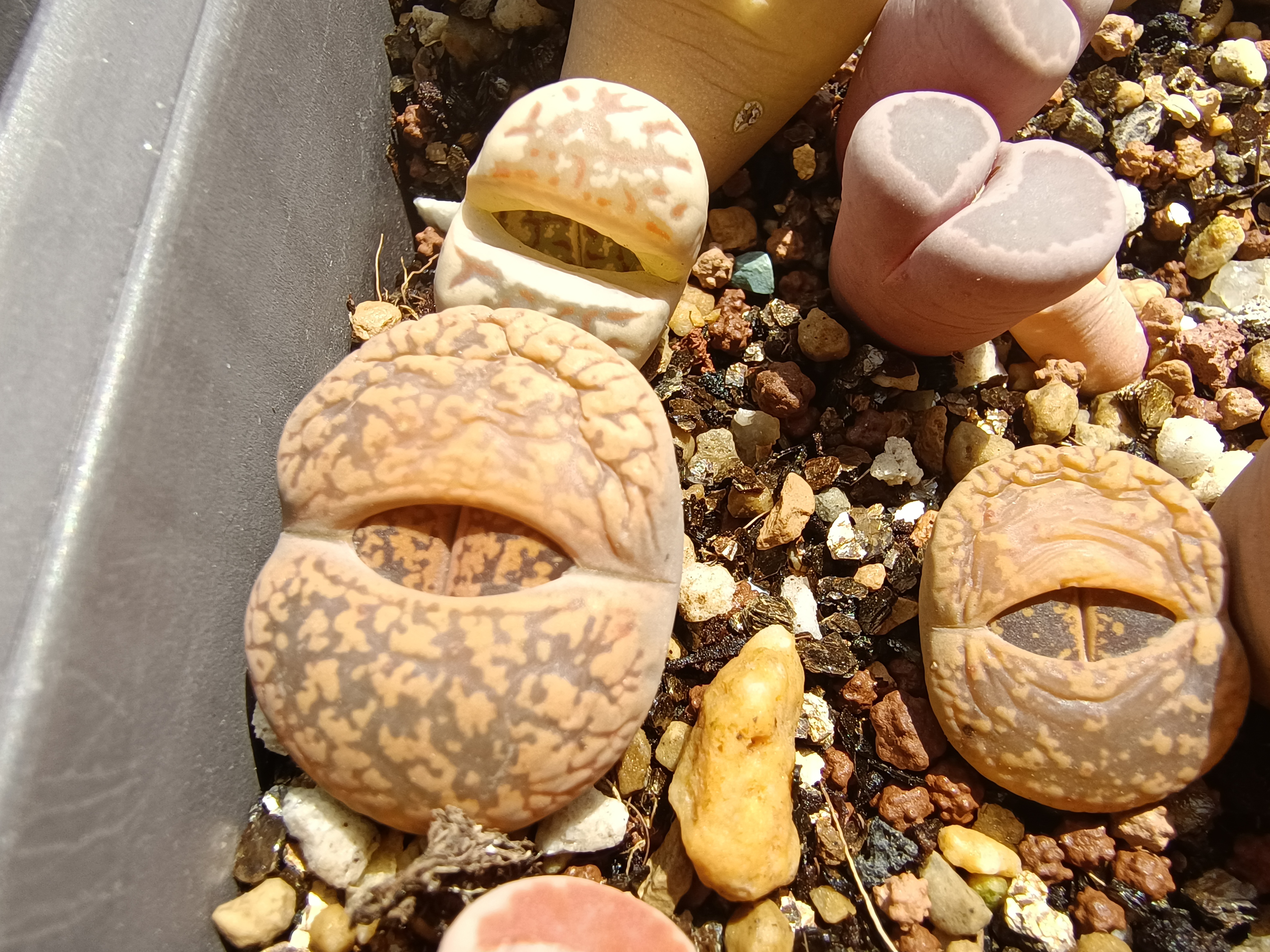 气温升高,生石花开始加速脱皮了