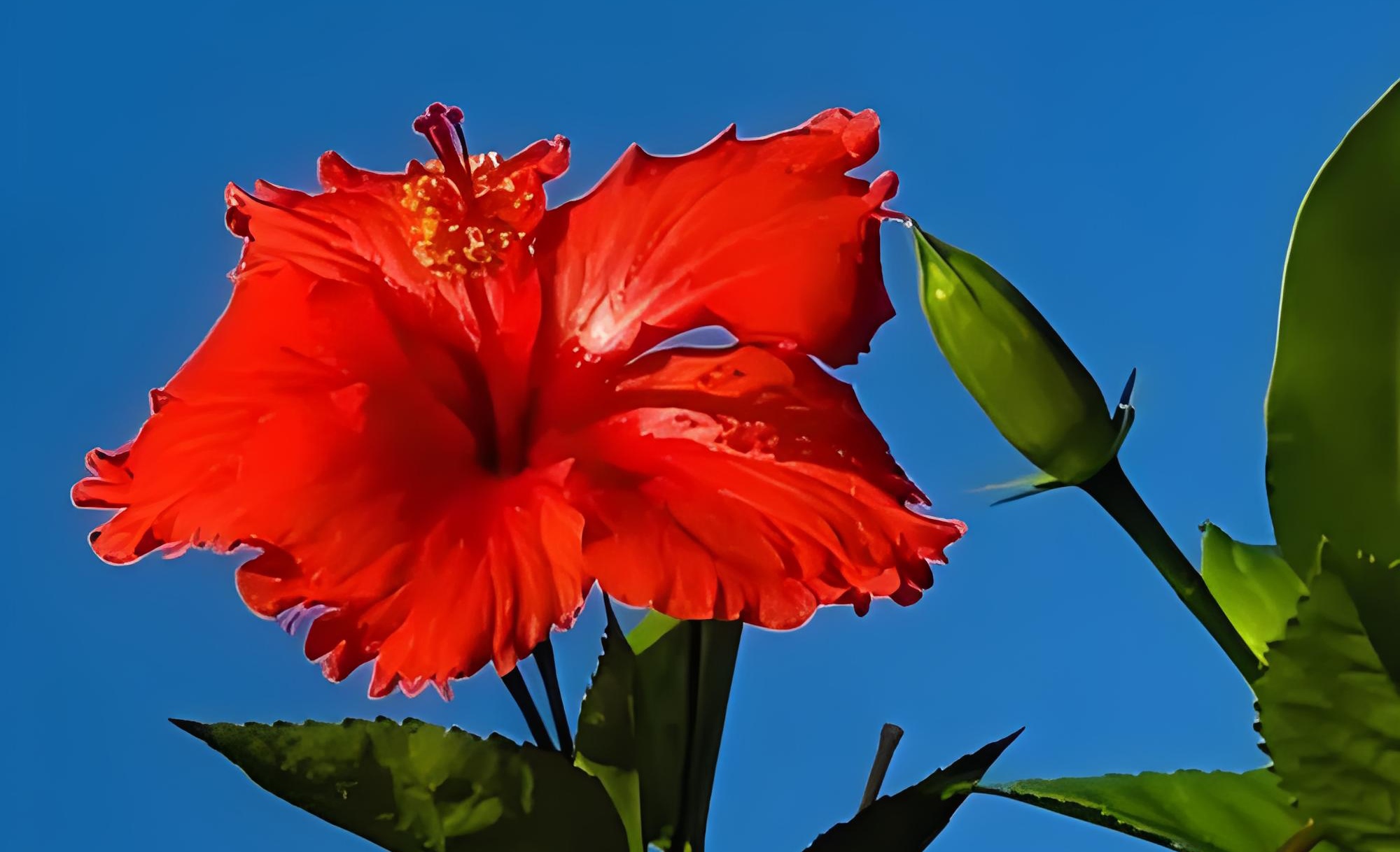 扶桑花徒长的原因分析