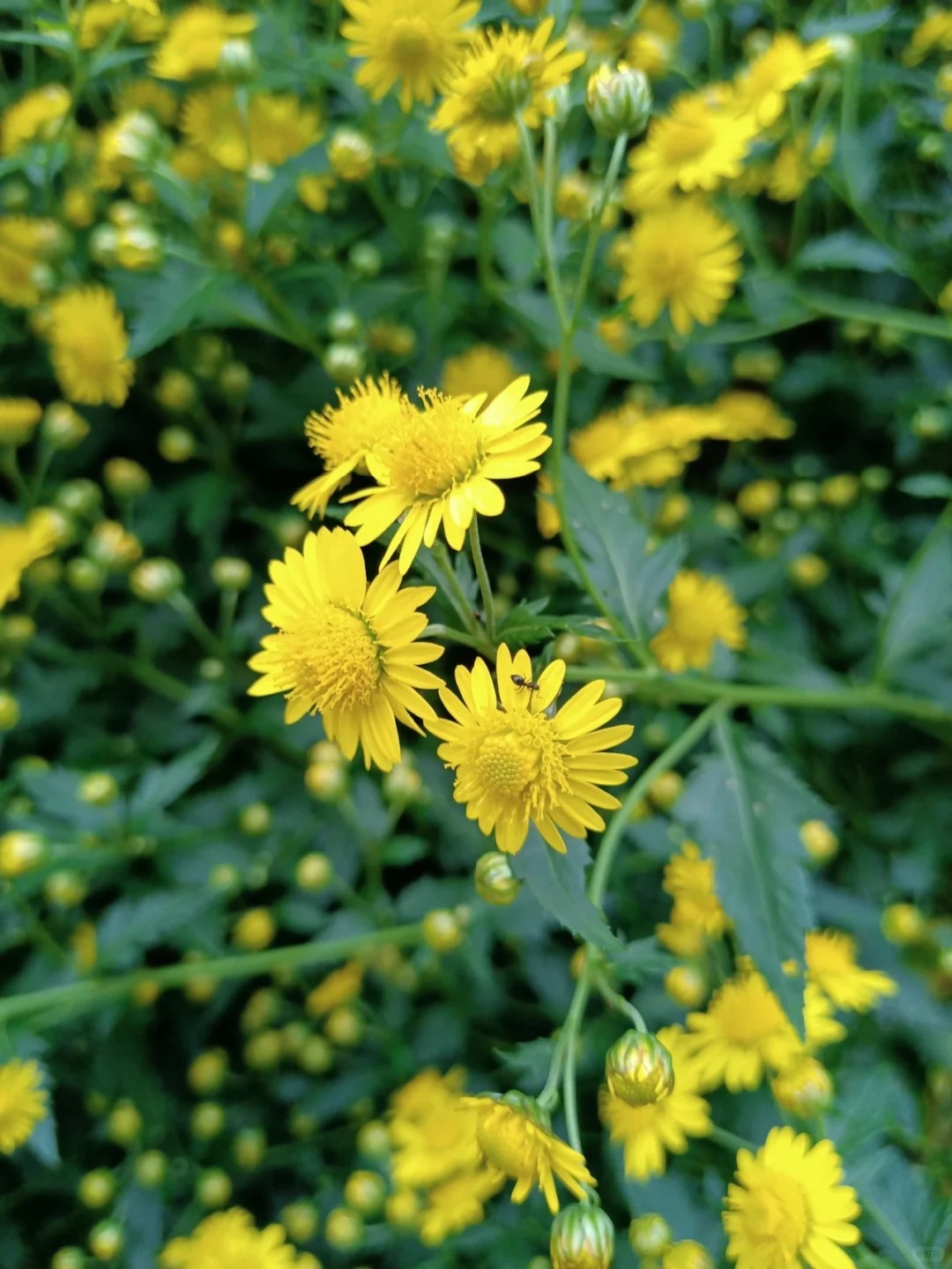 野菊花竖屏图片