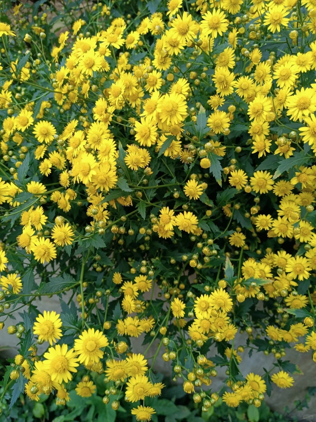 野菊芽图片图片