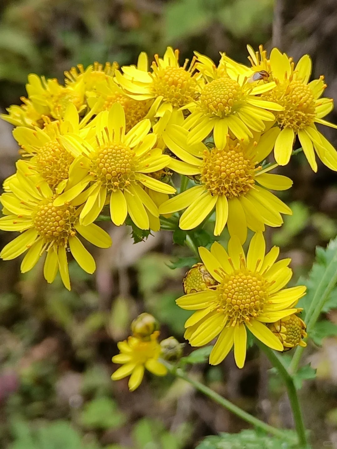 野菊花竖屏图片