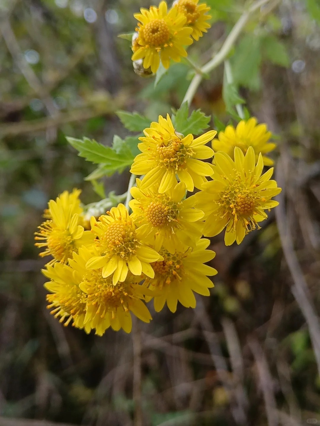 野菊花竖屏图片