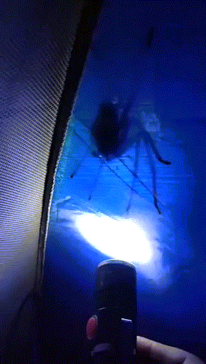 野生的秋裤飞走了 动图 这个就是我害怕蜘蛛的原因
