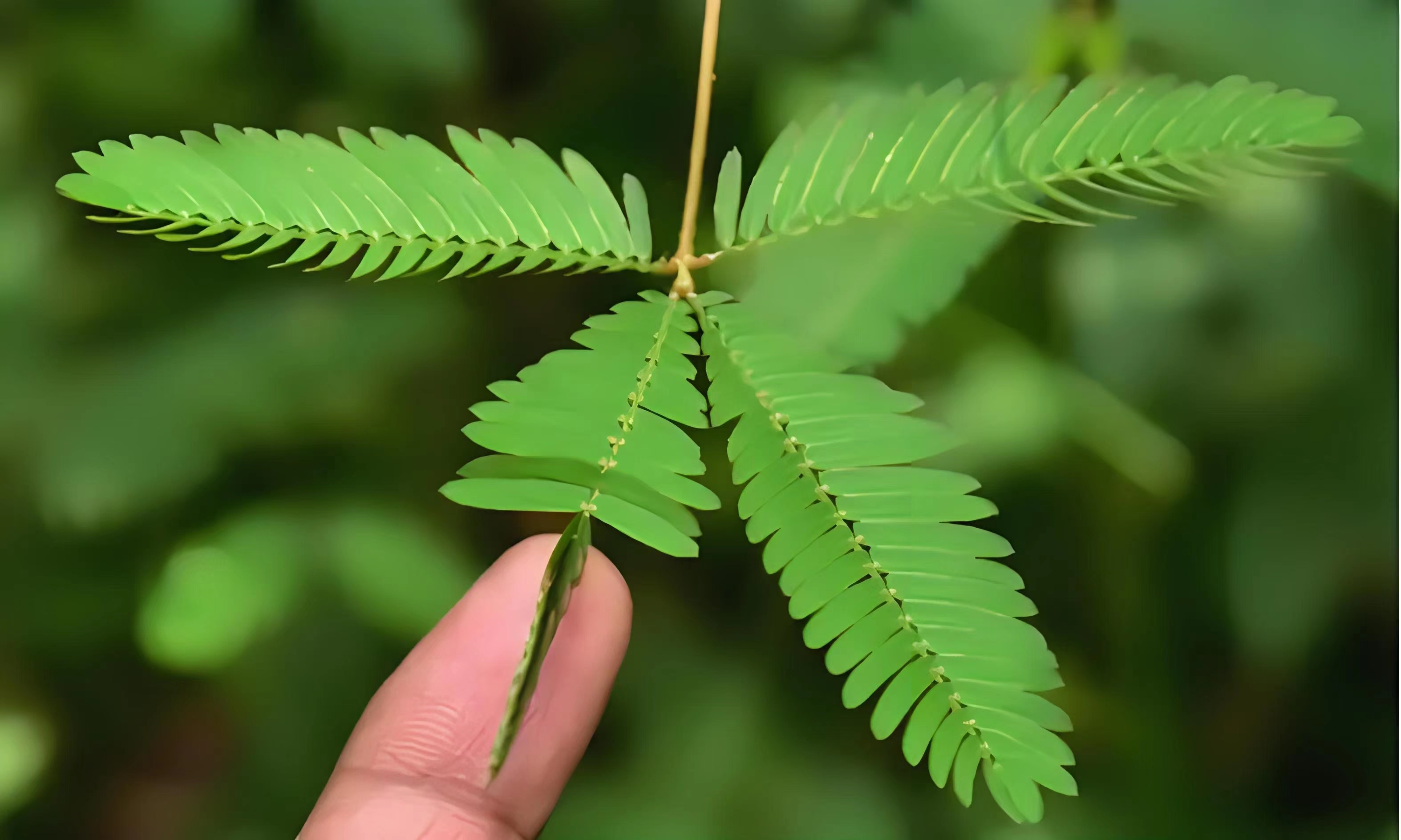 含羞草长什么样图片