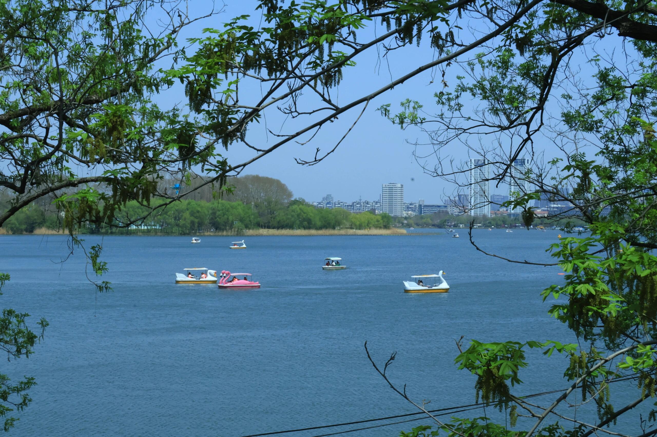 春色满园:南京玄武湖樱花季,漫步花路如梦如幻