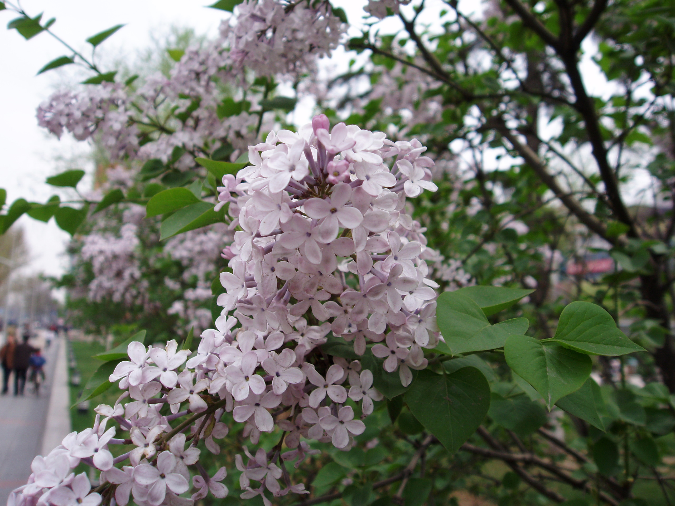 紫丁香花 许愿图片