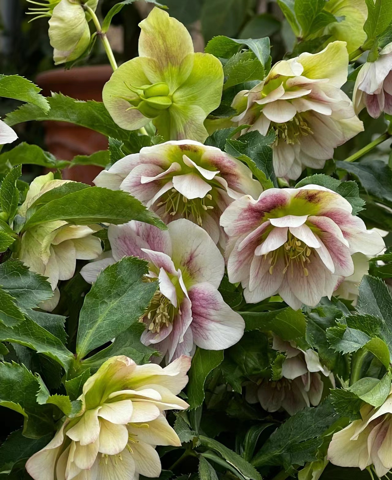 铁筷子是一种非常耐寒的植物,在东北地区户外养护都可以过冬,也有花友