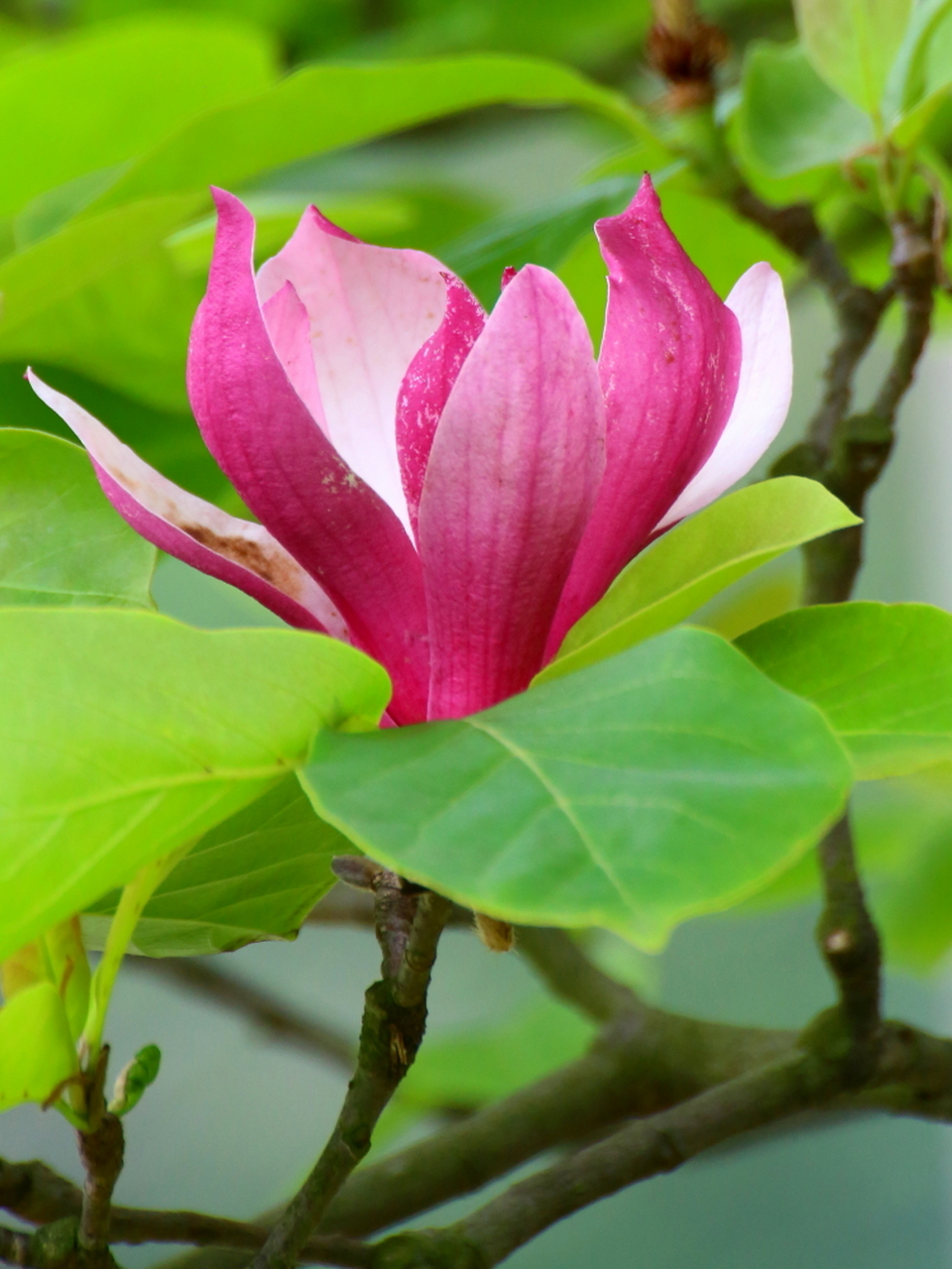 木末芙蓉花,山中发红萼. 涧户寂无人,纷纷开且落.