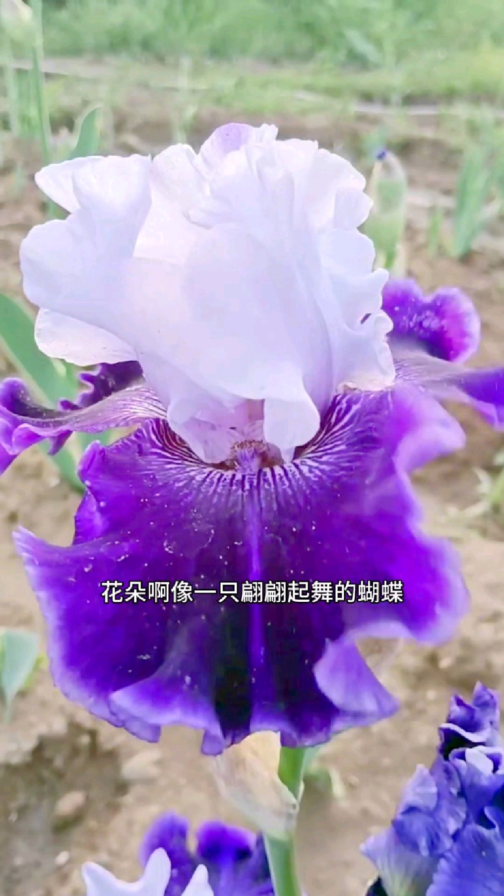 德国鸢尾花不仅花朵巨大,颜色也很丰富,地栽鸢尾花几乎不用打理