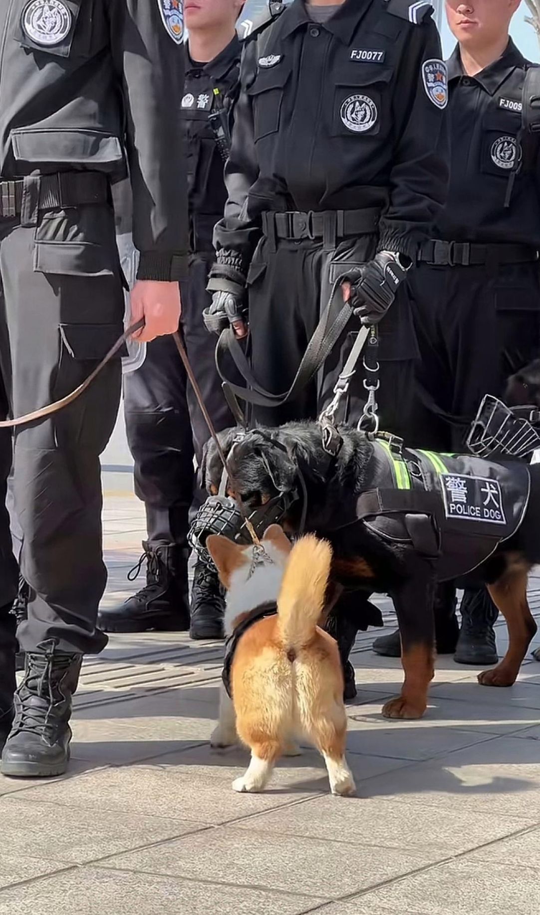 路上遇见两只警汪,它们好像在相互打招呼,其中的一只
