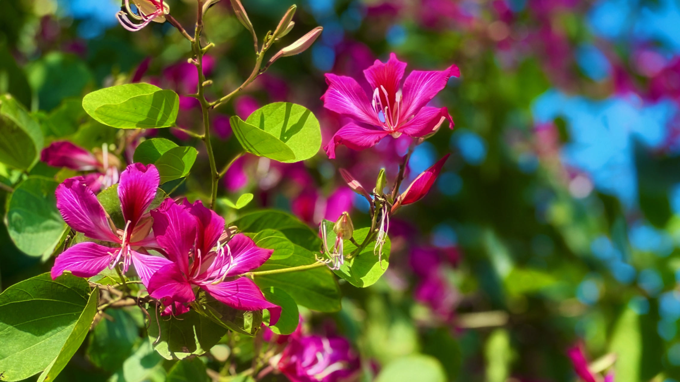 洋紫荆花,又名红花羊蹄甲,在香港和台湾称为洋紫荆,是香港特别行政区