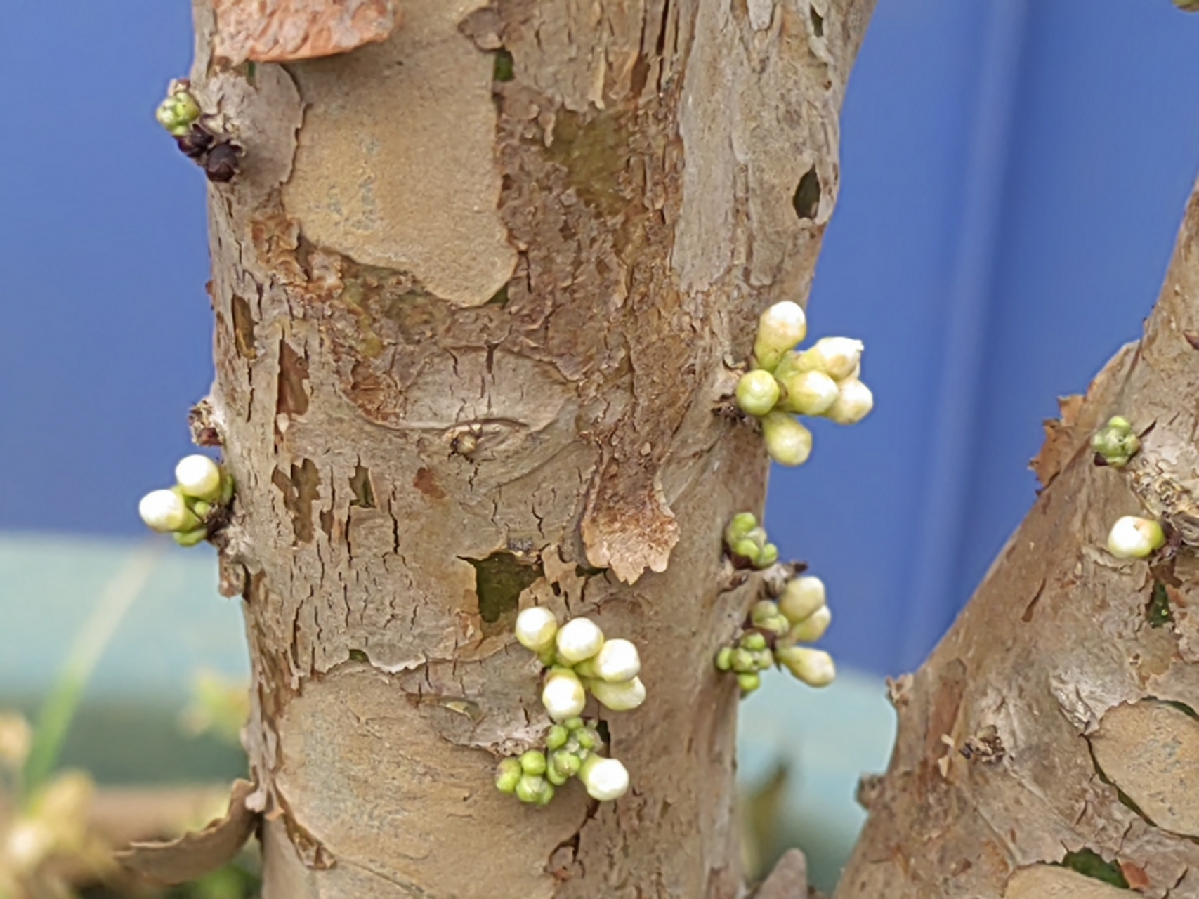 加多宝果也叫树葡萄,春天开花果成熟,让人忘记了季节的更替轮回.