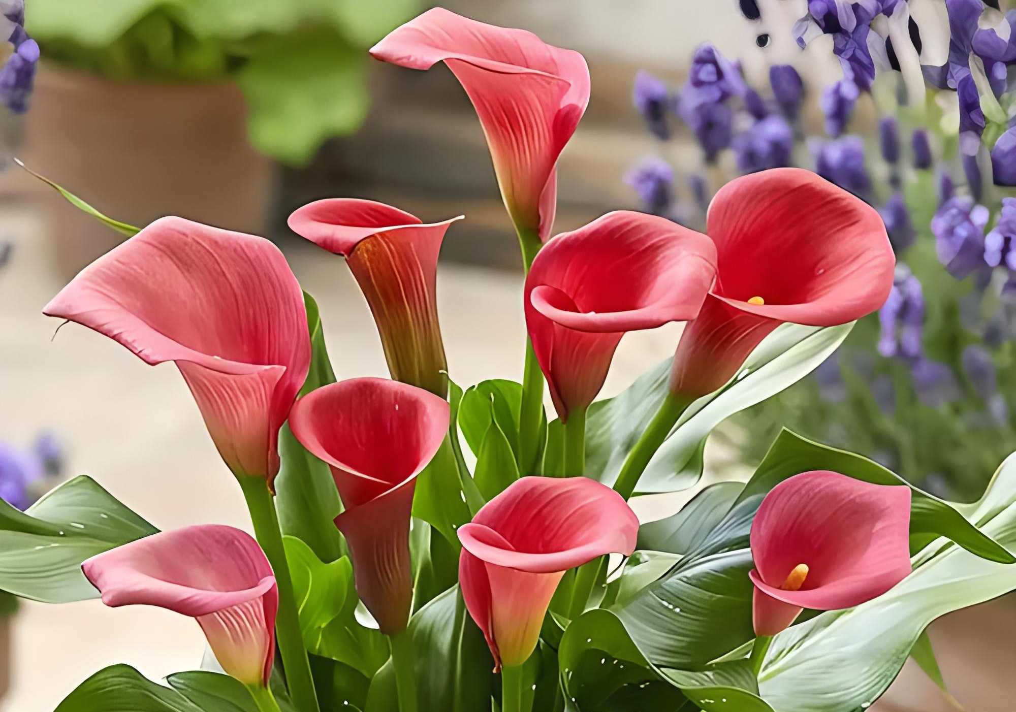 马蹄莲春季的养护方法