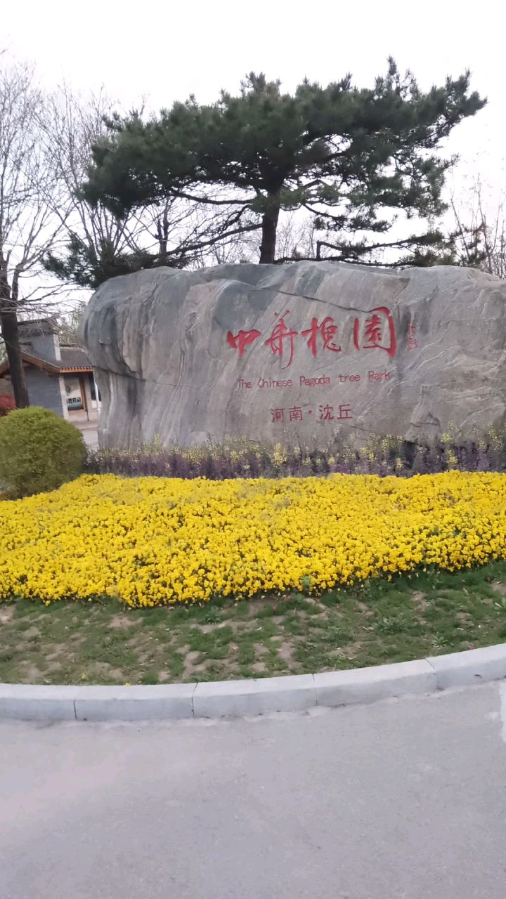 沈丘县中华槐园随拍