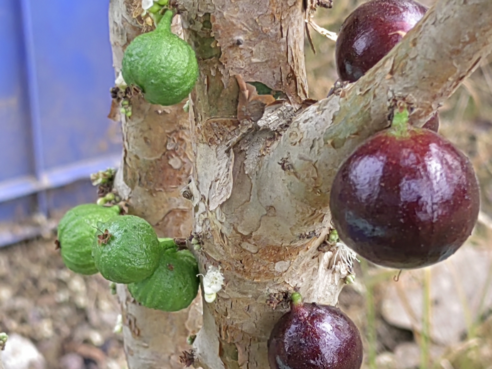 加多宝果也叫树葡萄,春天开花果成熟,让人忘记了季节的更替轮回.