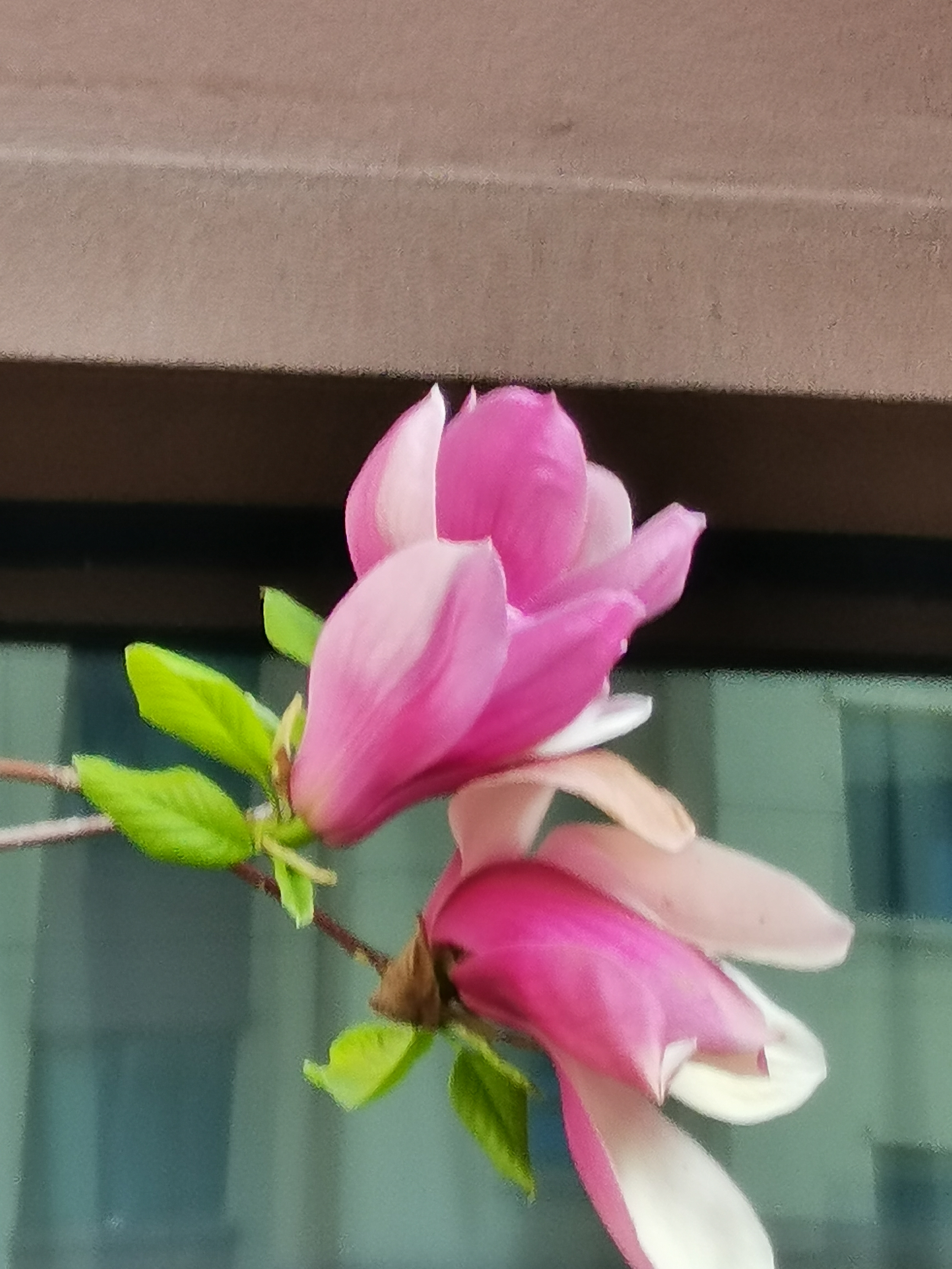 小区的玉兰和梅花开了早晨去参观一下心情舒畅顿感这云上春山踏青