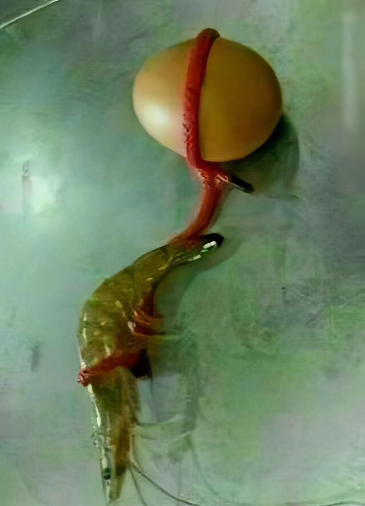 就虾扯蛋虾扯蛋图片大全瞎扯淡虾扯蛋图片虾扯蛋搞笑图虾扯蛋图片大全