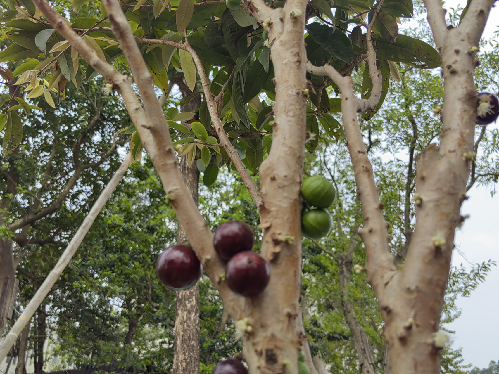 加多宝果也叫树葡萄,春天开花果成熟,让人忘记了季节的更替轮回.