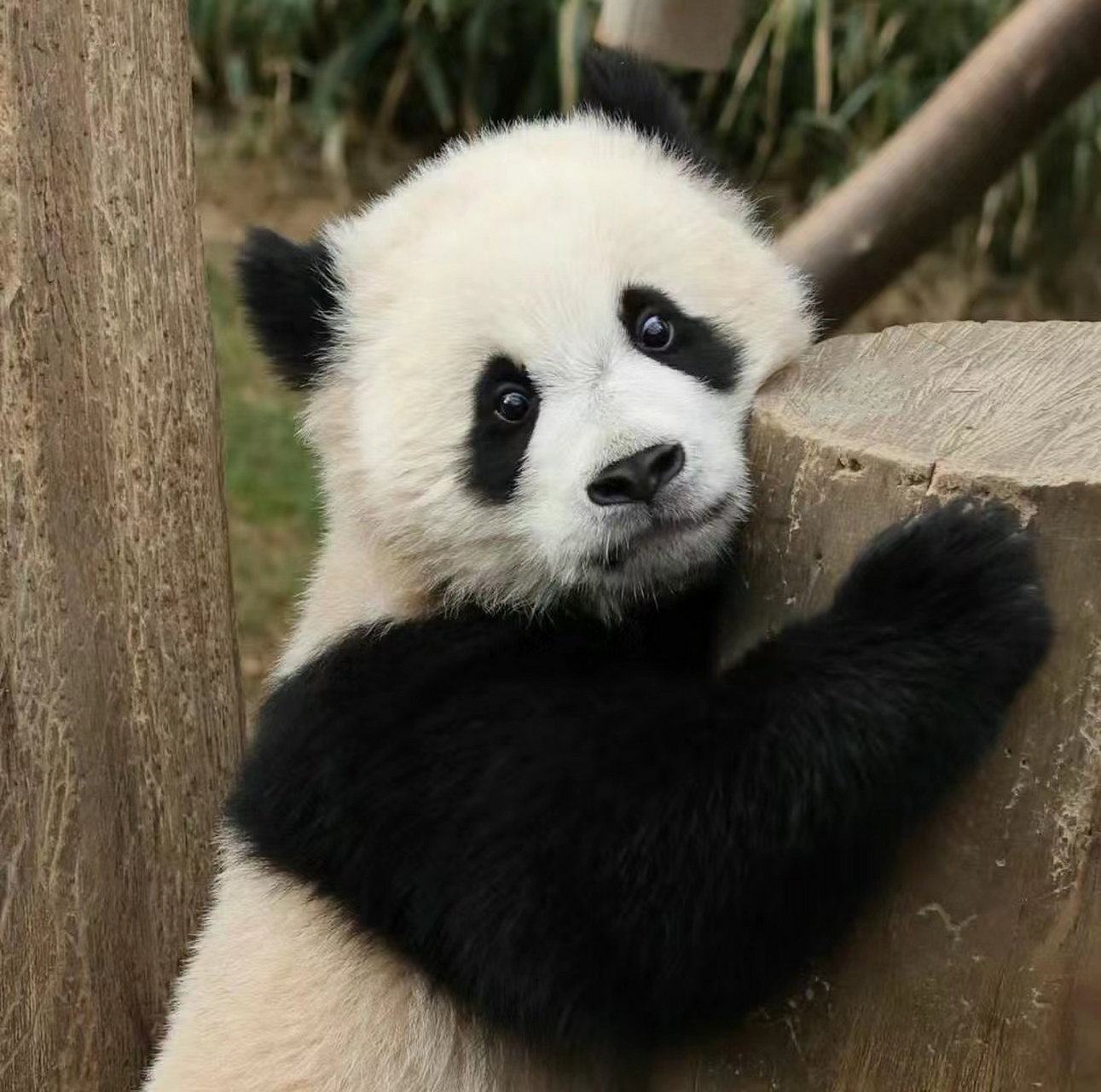 辉宝,你是受了多大的委屈,这个表情怎么这么委屈巴巴的啊?