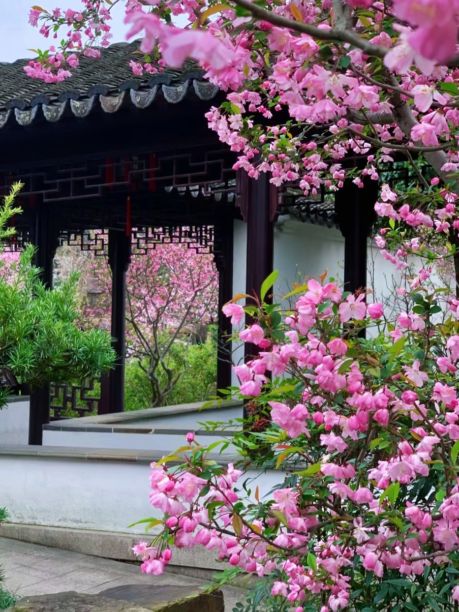 苏州一棵"海棠花"盛开,引得上万人拍照打卡,实在太美了