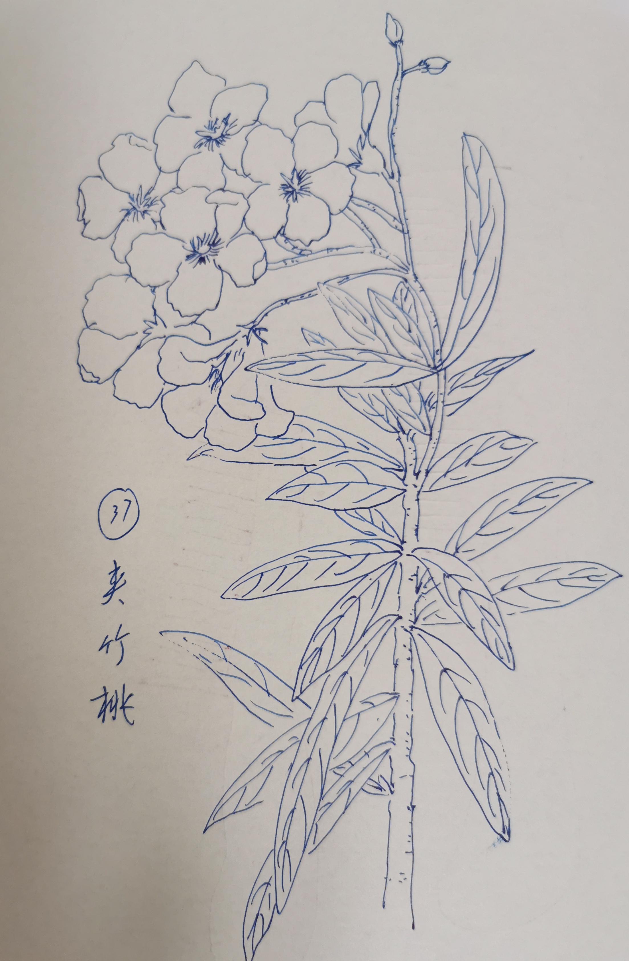 画第37种花,是夹竹桃. 很美,但有点俗.