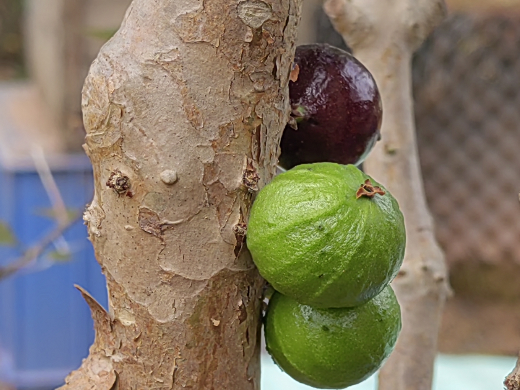 加多宝果也叫树葡萄,春天开花果成熟,让人忘记了季节的更替轮回.