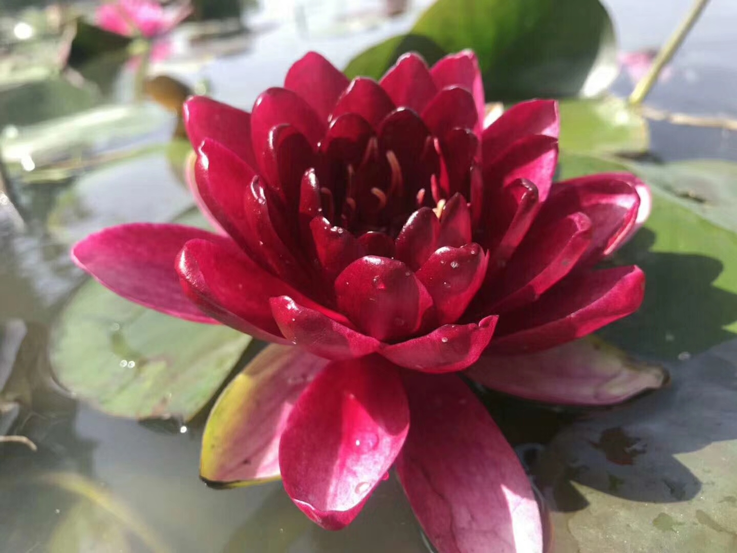 红色睡莲苗价格是多少