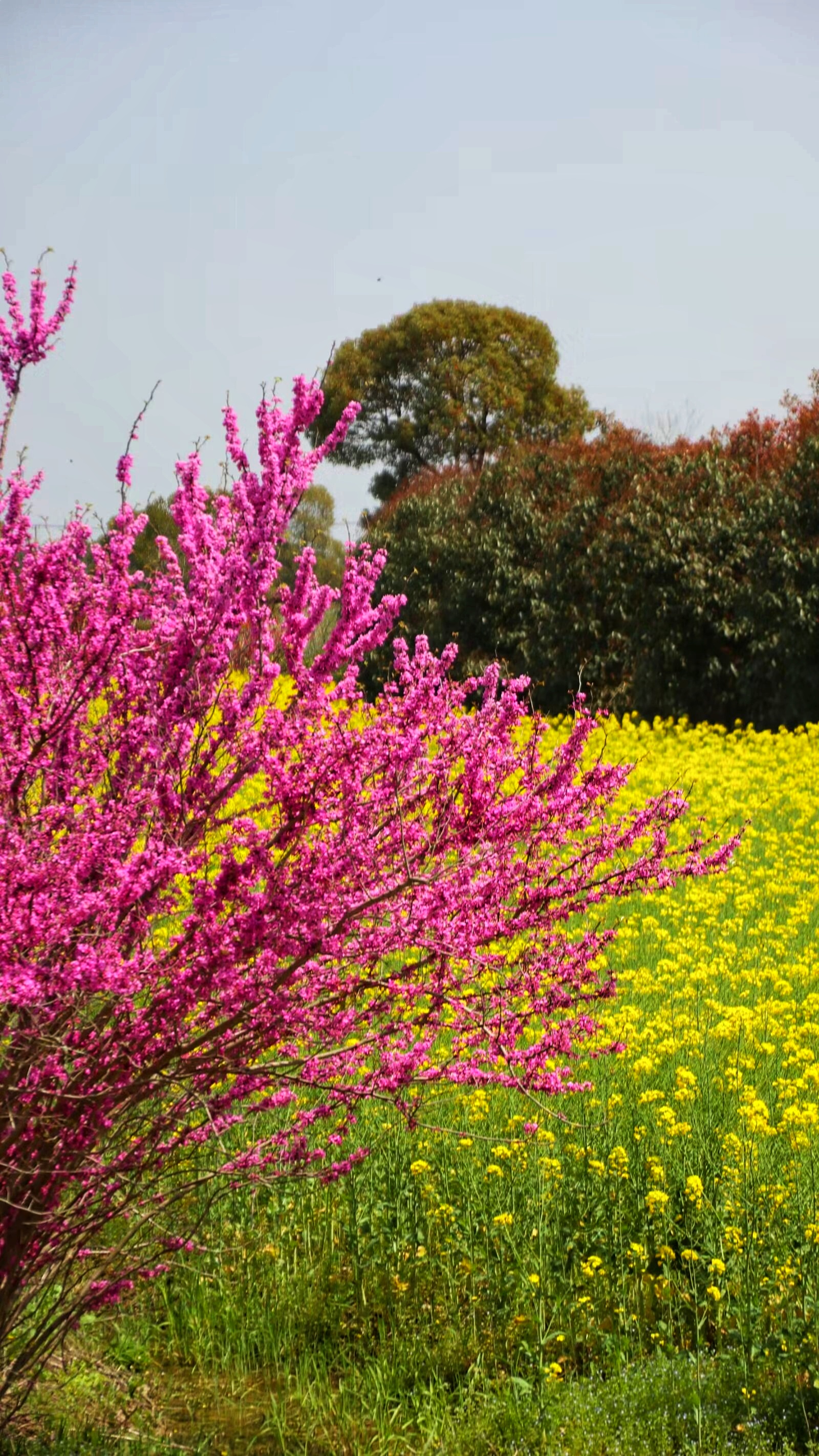 四月芳菲,万物清明,湖北省荆州@wlj园丁的动态