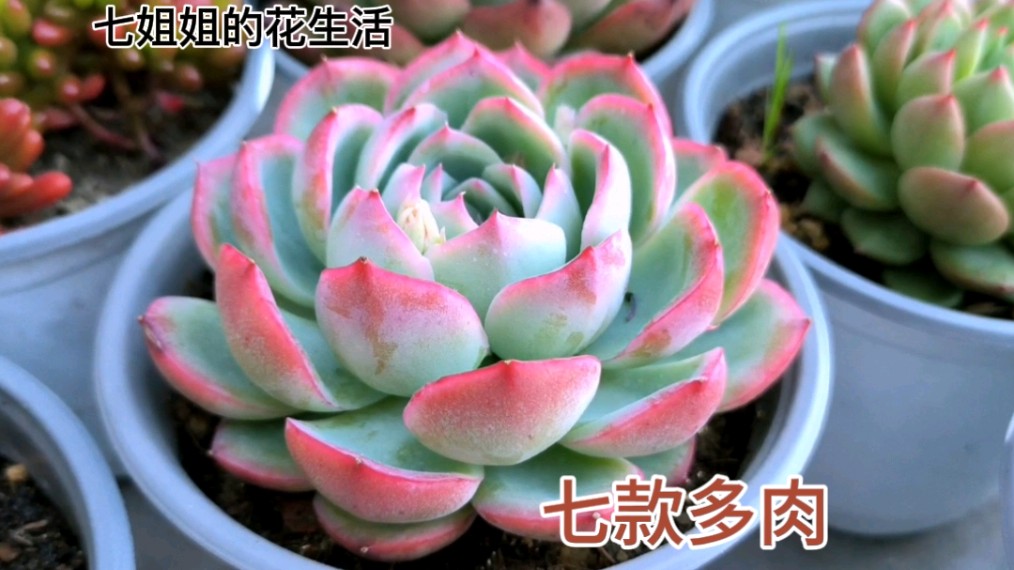 春天不可错过的几款多肉,曾经的贵货位列其中,这些品种你养过吗