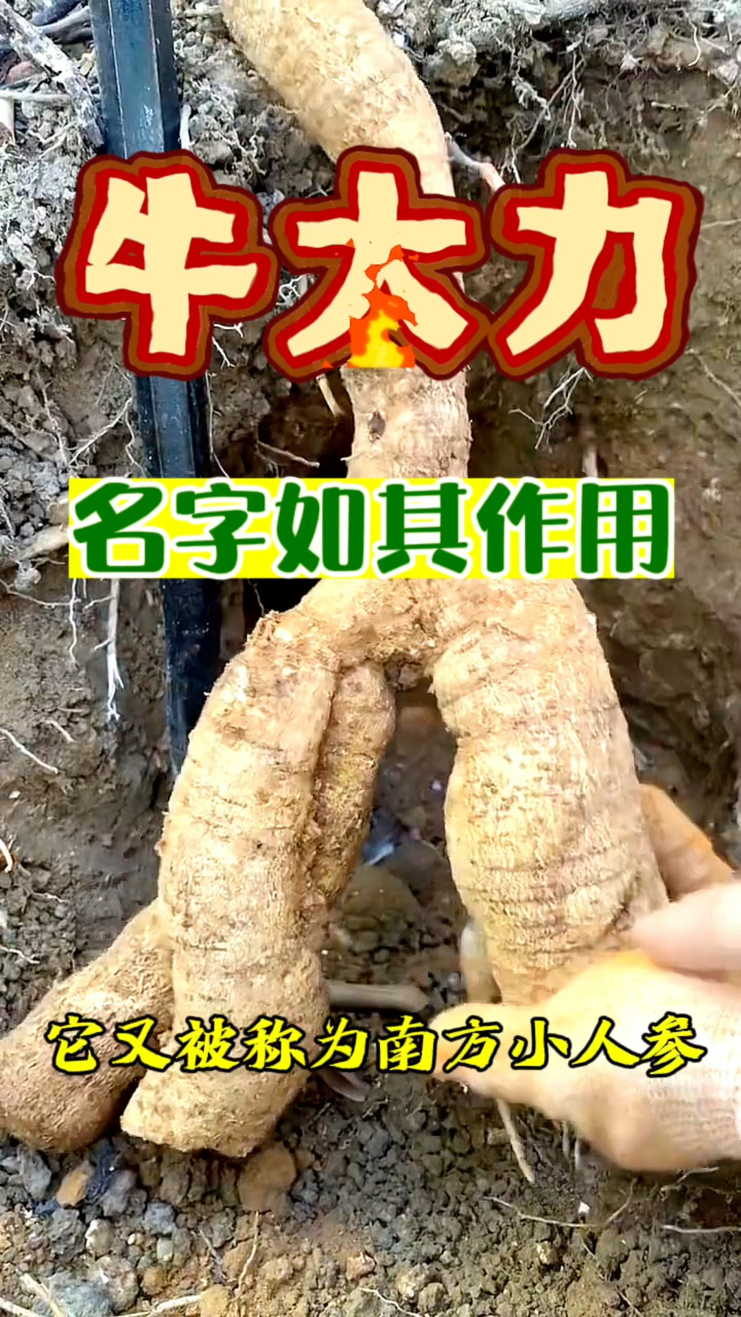 牛大力泡水泡酒都很不错,力大如牛你懂得?