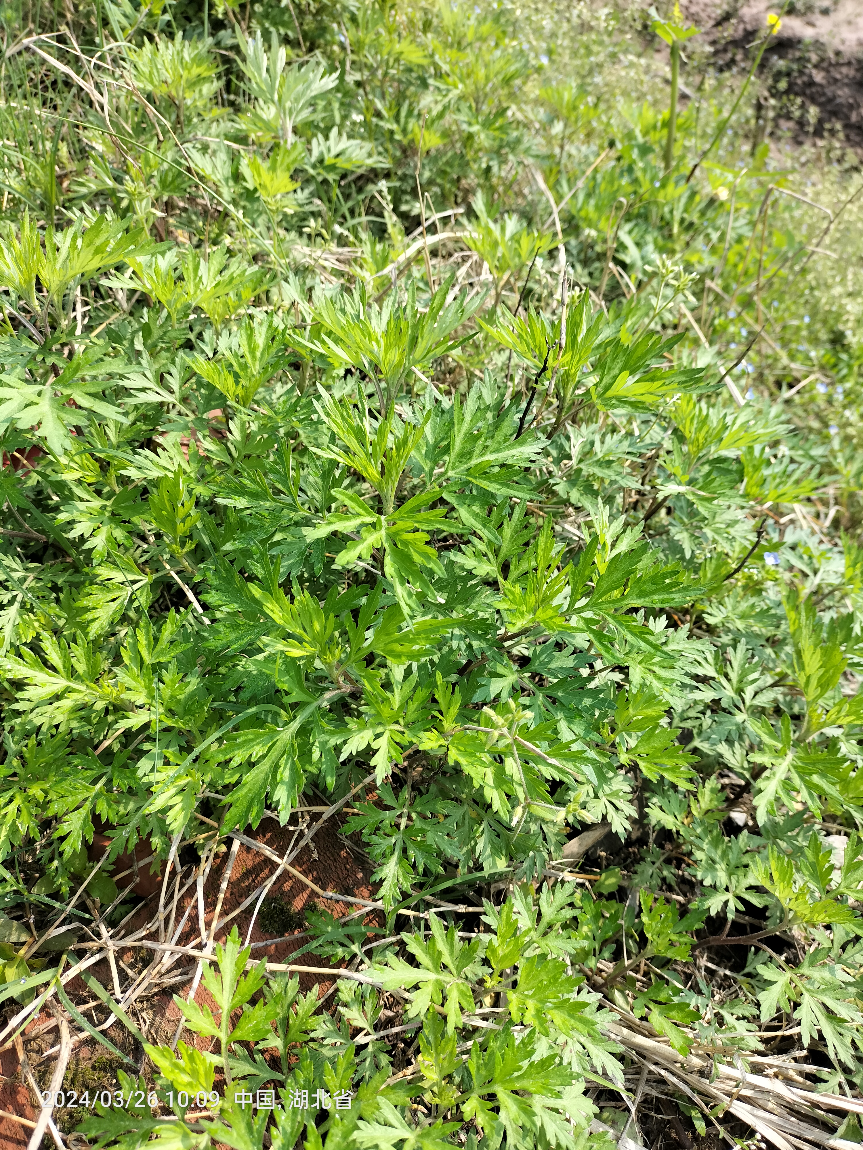 南方可食用野菜带图片图片