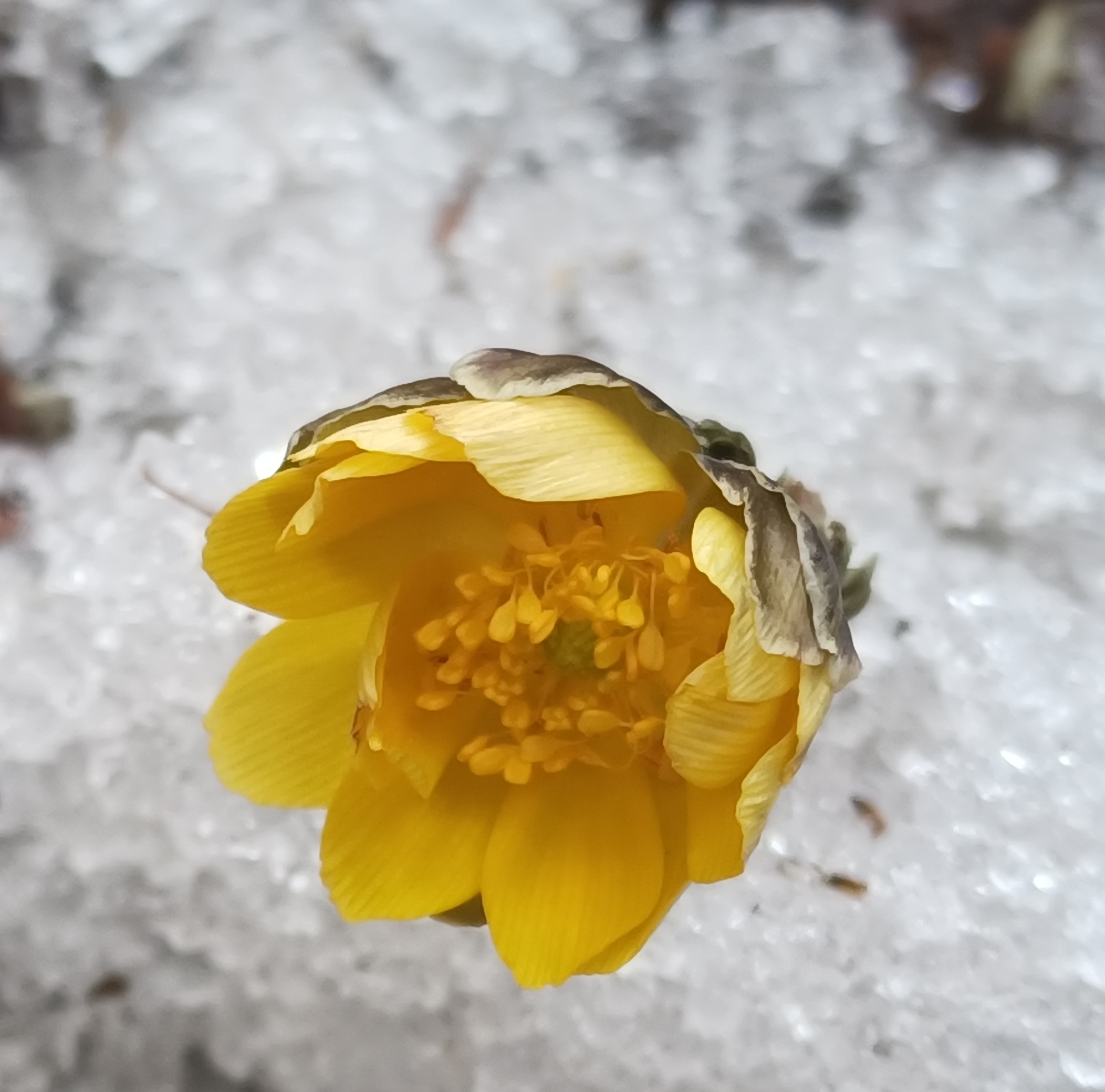 牡丹峰冰凌花图片