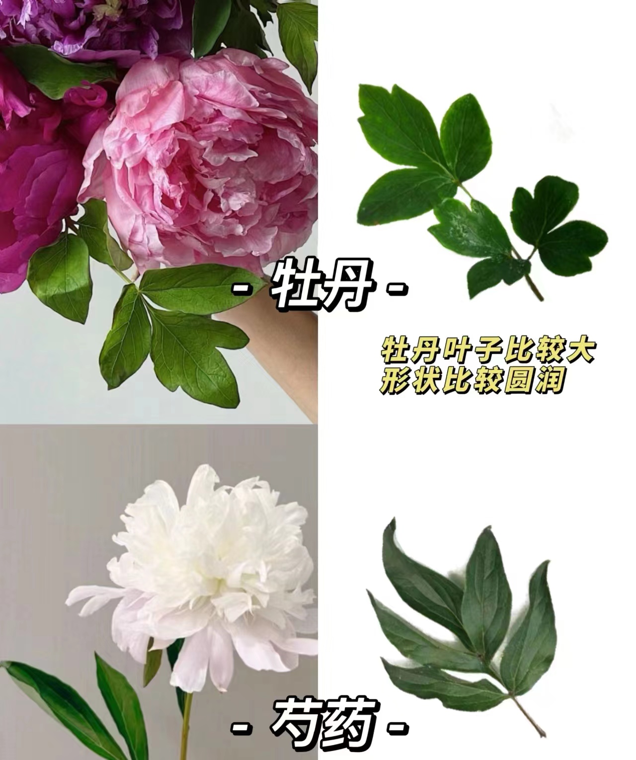 从4个方面讲解,手把手教你认清牡丹芍药