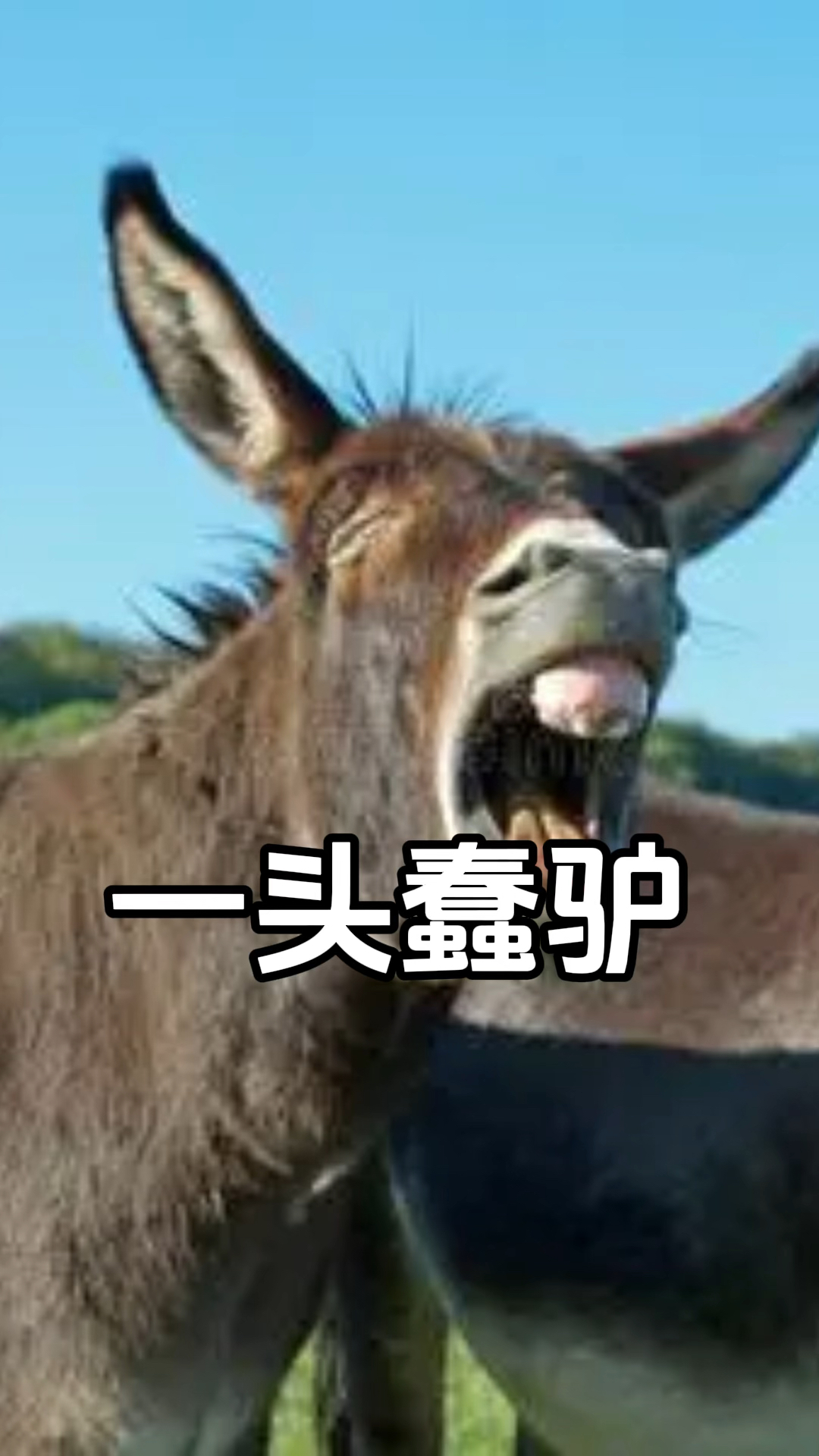 一头蠢驴的觉悟