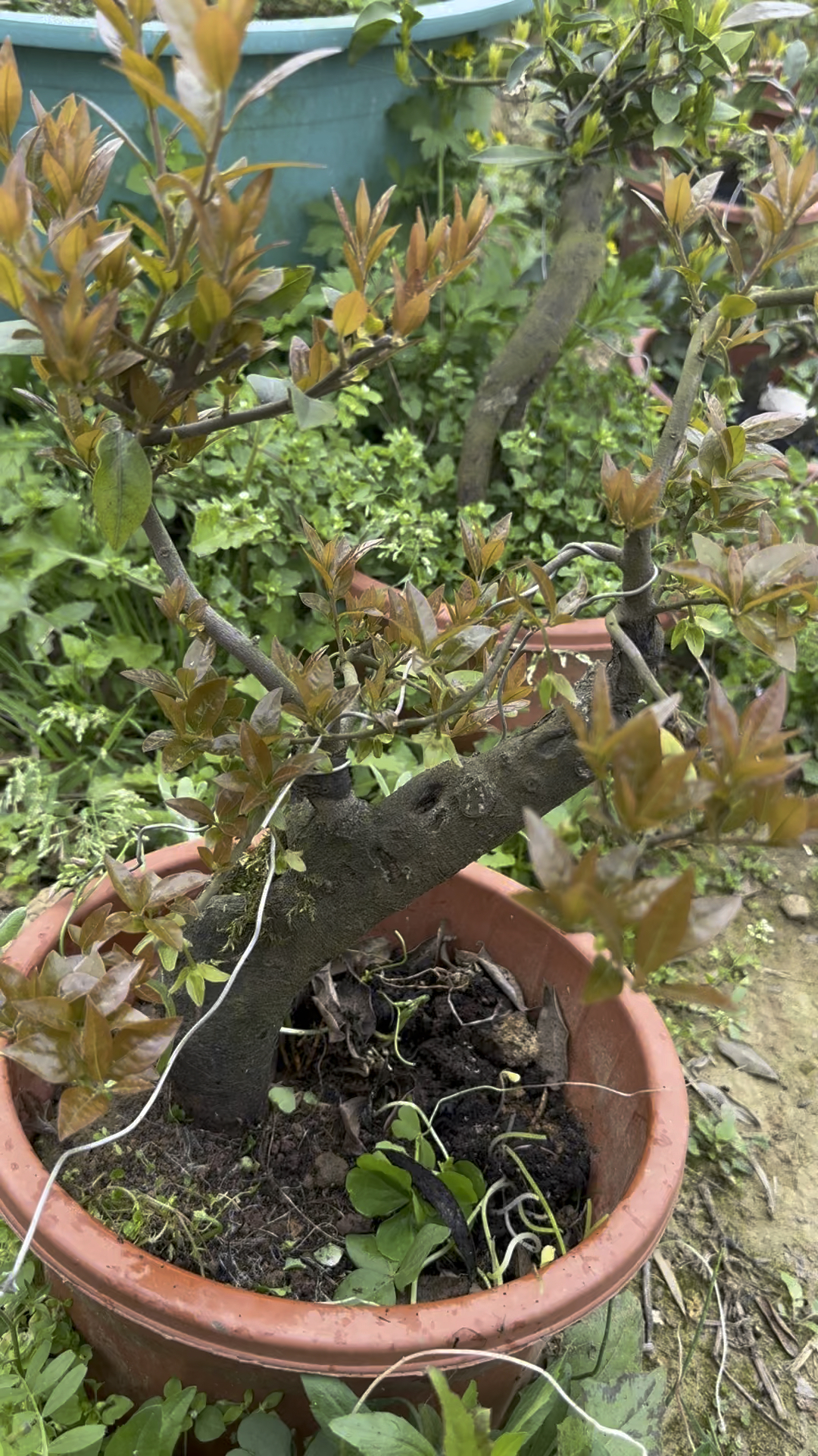 满树都是花苞和红芽的金弹子小老桩.