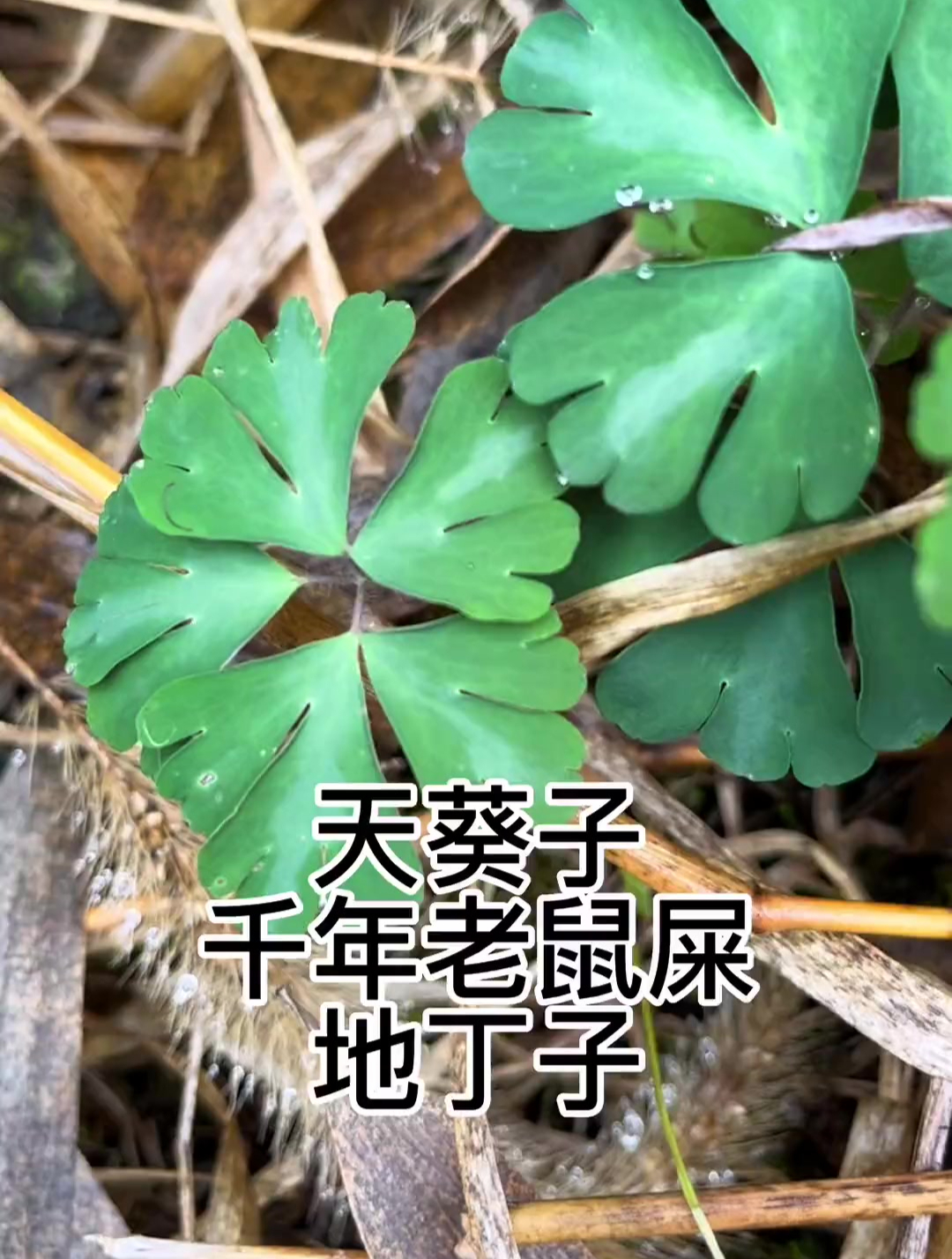 天葵子别名千年老鼠屎,地丁子