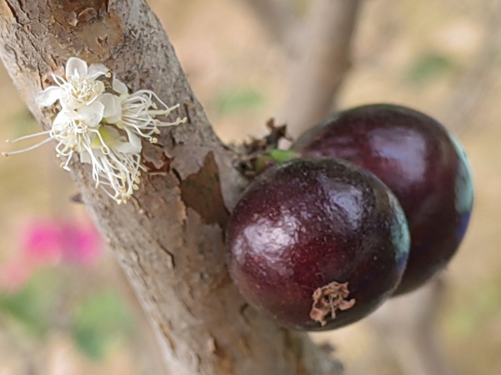 加多宝果也叫树葡萄,春天开花果成熟,让人忘记了季节的更替轮回.