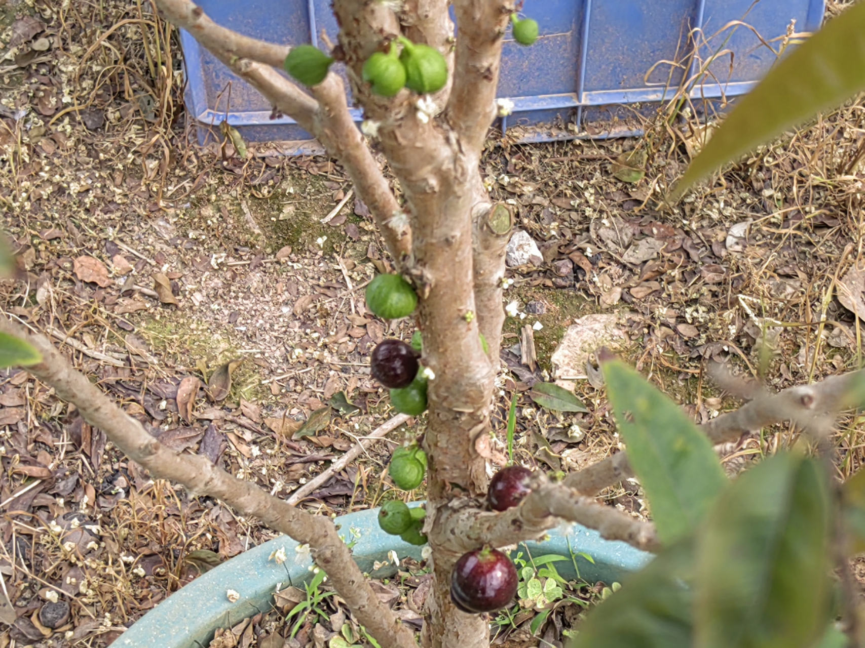 加多宝果也叫树葡萄,春天开花果成熟,让人忘记了季节的更替轮回.