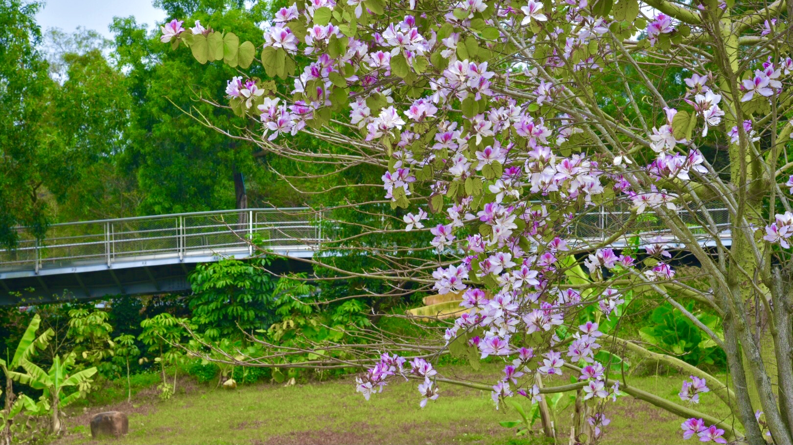 洋紫荆花,又名红花羊蹄甲,在香港和台湾称为洋紫荆,是香港特别行政区