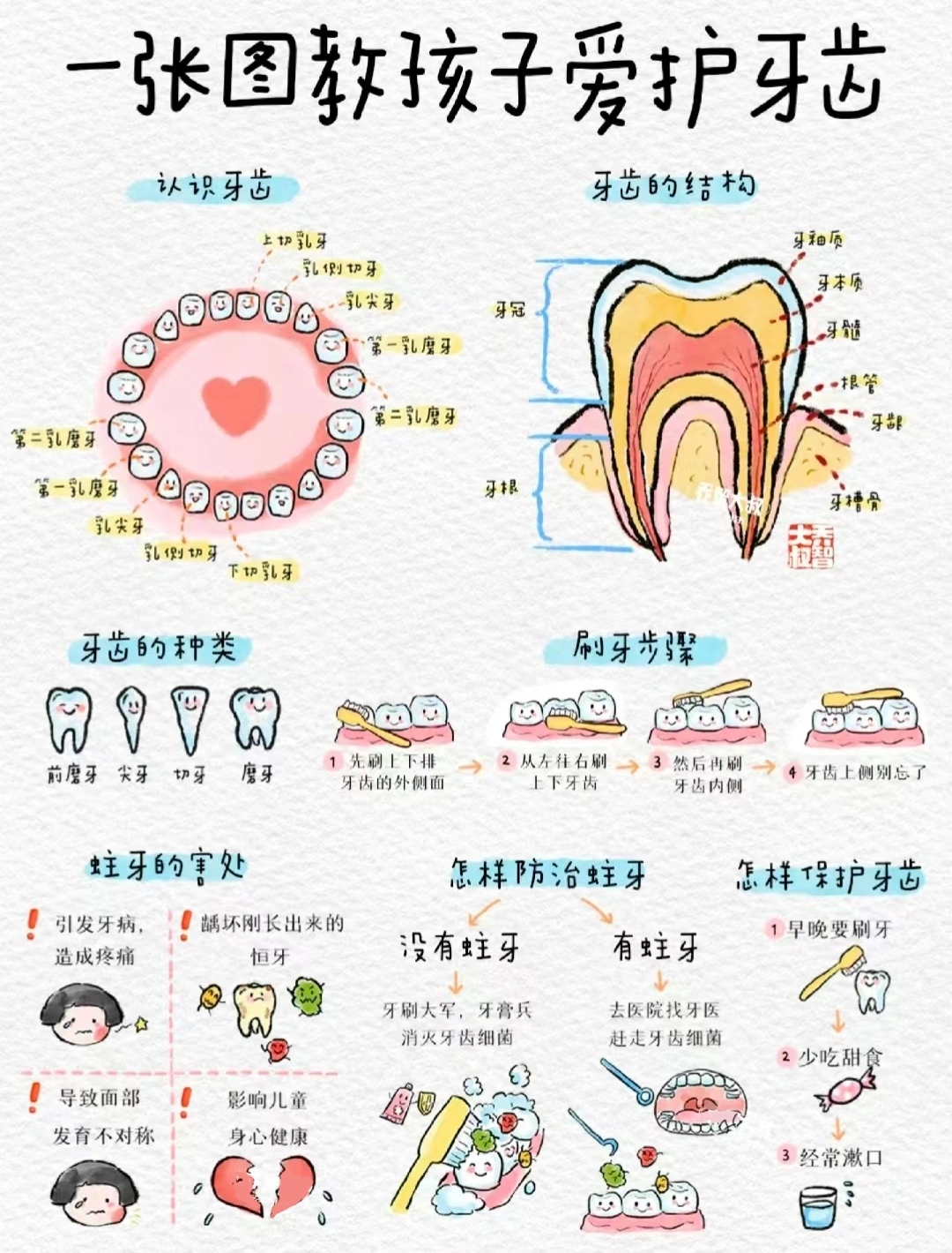 认识牙齿图片大全 图图片