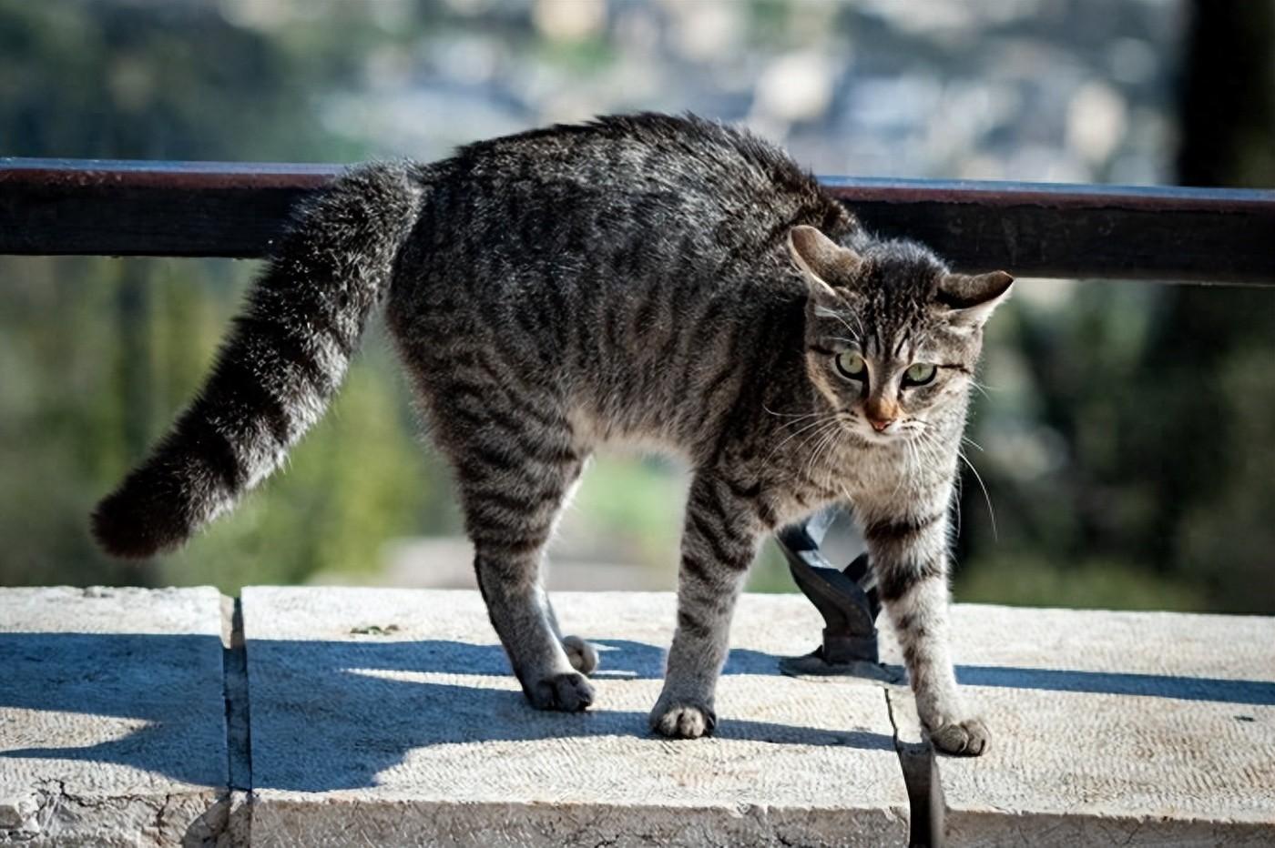 "猫之舞步"是猫咪的本能行为,表现为弓背,毛发倒竖,侧步移动,用于威吓
