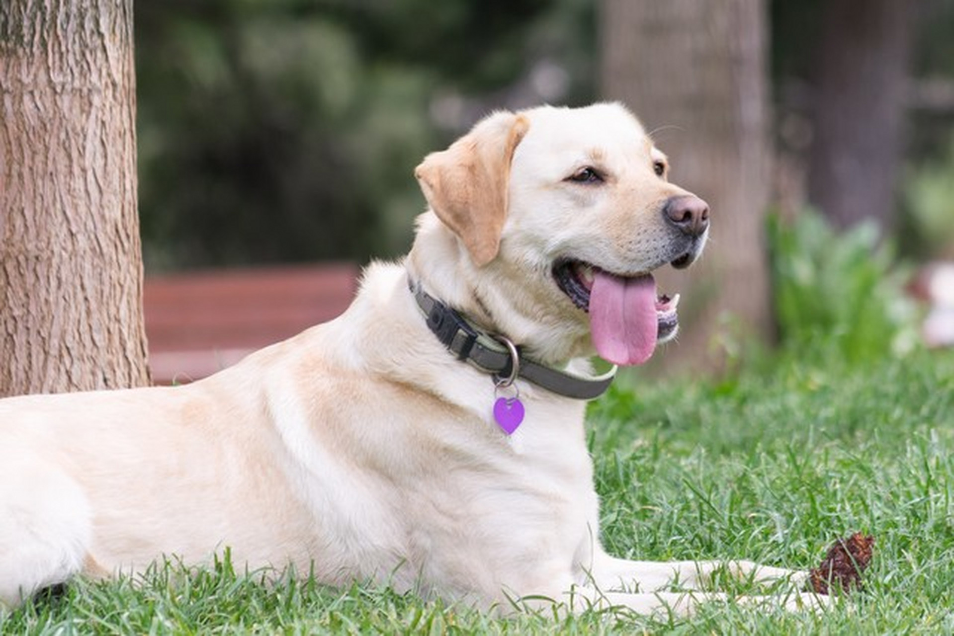 拉布拉多,高颜值又温顺的狗狗!想养一只纯种的?