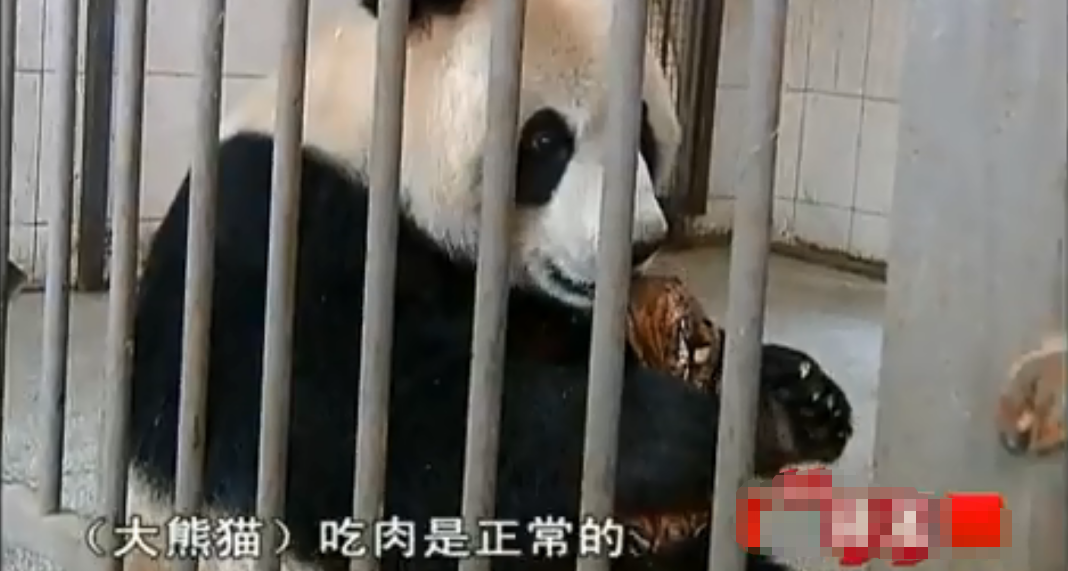 为了解开疑惑,他们决定前去大熊猫基地,对一只人工培育圈养的大熊猫做