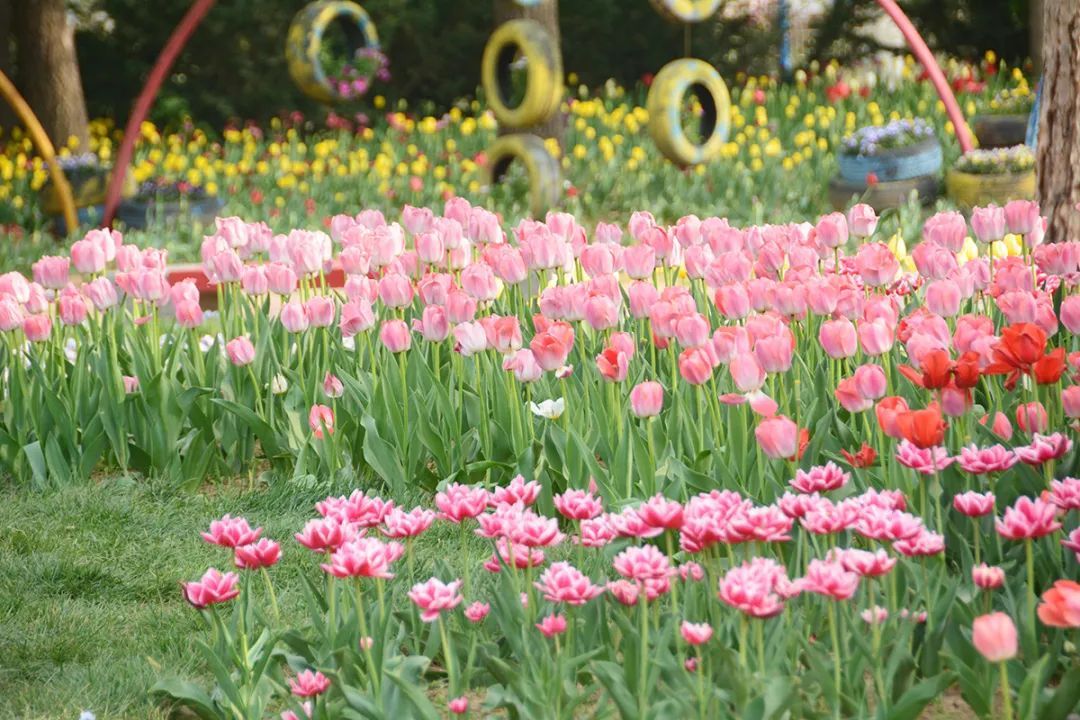 国际鲜花港郁金香图片