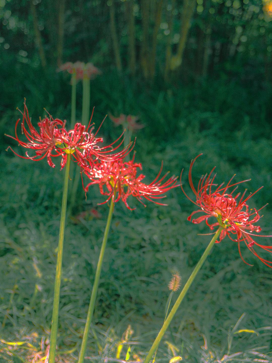 中药材,石蒜的介绍