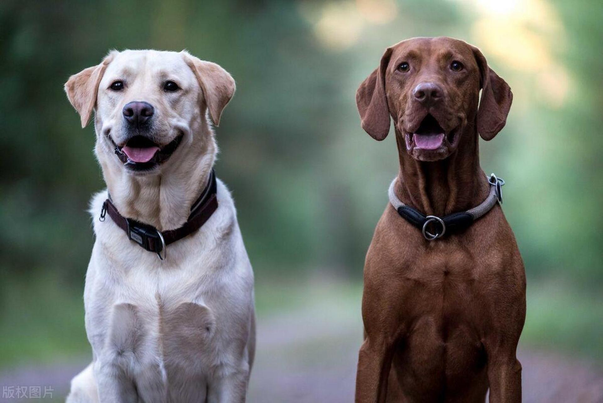 拉布拉多,高颜值又温顺的狗狗!想养一只纯种的?